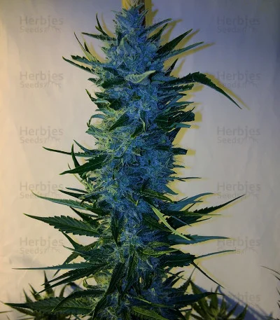 Massive Midget van Heavyweight Seeds