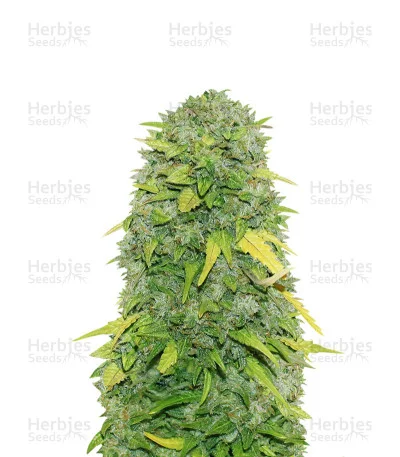 Fast & Vast van Heavyweight Seeds