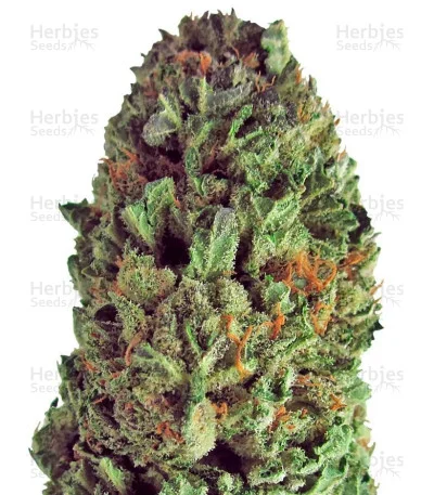 Budzilla van Heavyweight Seeds