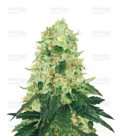 Fruit Punch van Heavyweight Seeds