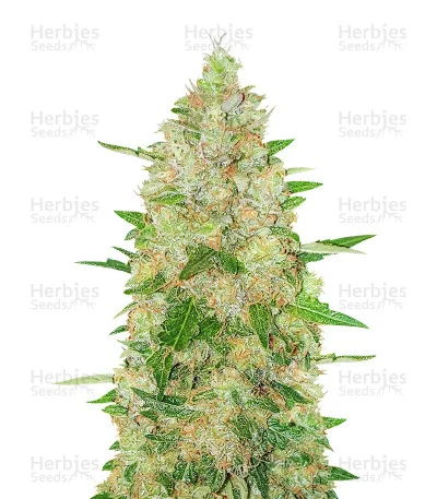 Extreme Impact van Heavyweight Seeds