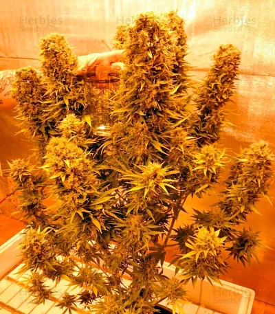 Budzilla van Heavyweight Seeds