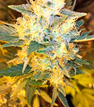 Goldmine van Heavyweight Seeds