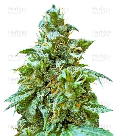 Superb OG van Heavyweight Seeds