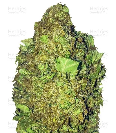 Short & Sweet van Heavyweight Seeds