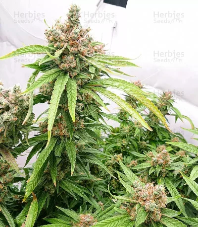 Fruit Punch van Heavyweight Seeds
