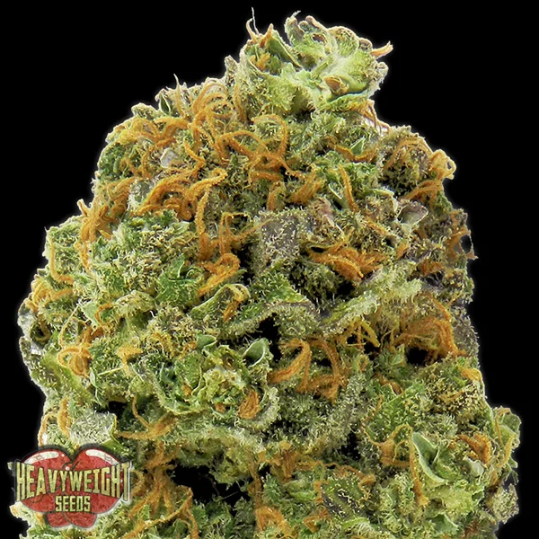 Wipeout Express van Heavyweight Seeds