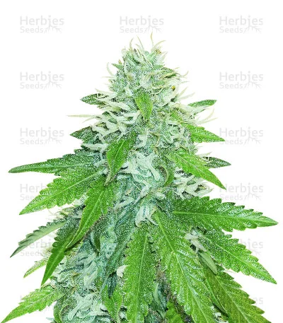 Green Ninja van Heavyweight Seeds