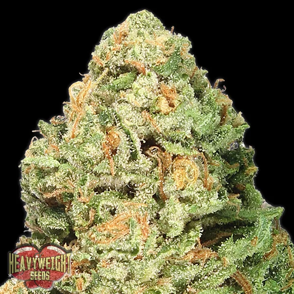 Fruit Punch van Heavyweight Seeds