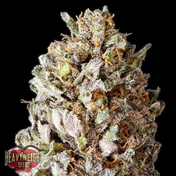 Diesel Drift van Heavyweight Seeds