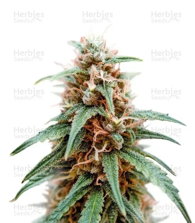 Super Lemon Cloud van Herbies Seeds