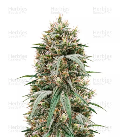 Blueberry Hill van Herbies Seeds