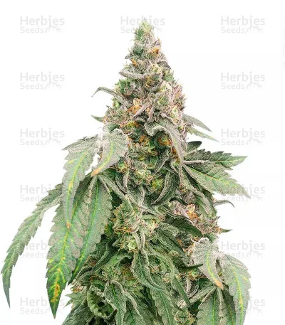 Mimosa Shot van Herbies Seeds