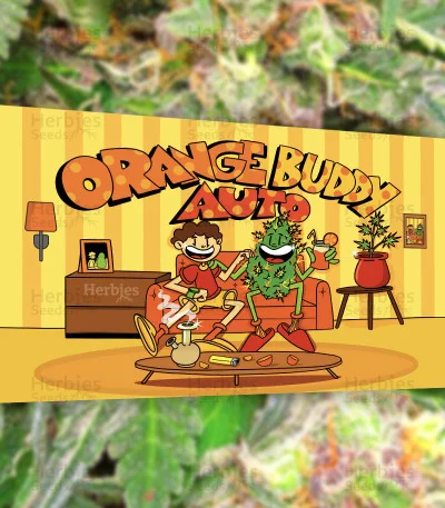 Orange Buddy van Herbies Seeds
