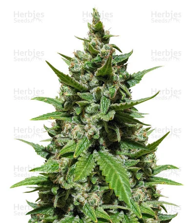 Gelato van Herbies Seeds