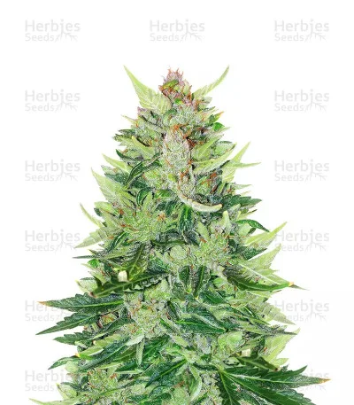 CBD Lemon van Herbies Seeds