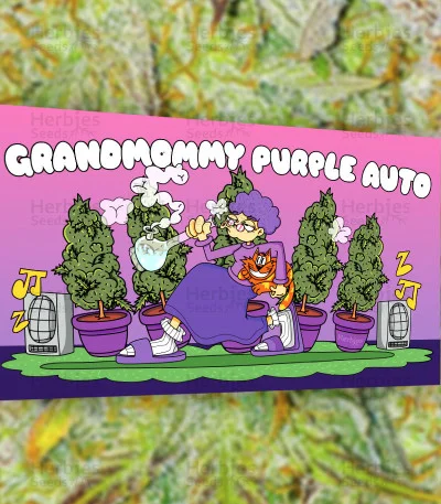 Grandmommy Purple van Herbies Seeds