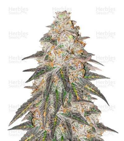 Runtz Punch van Herbies Seeds