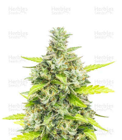 Choco Thai van Herbies Seeds