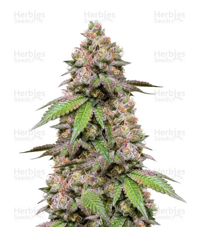 DDoS #33 van Herbies Seeds