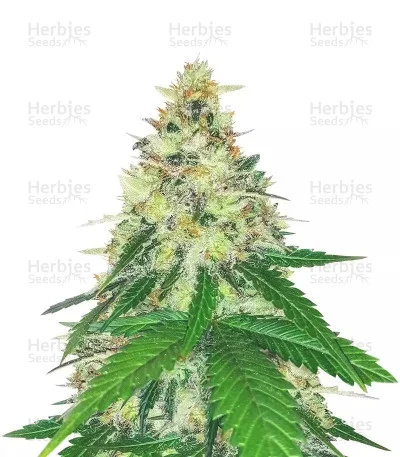 Apple Betty van Herbies Seeds