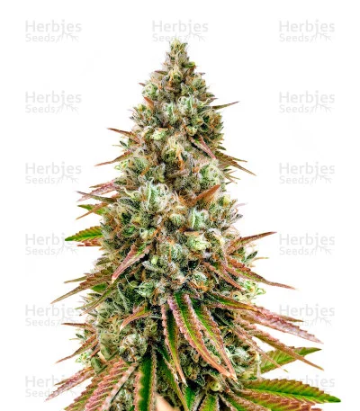Bruce Banner #3 van Herbies Seeds