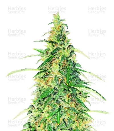 Superior Mix van Herbies Seeds