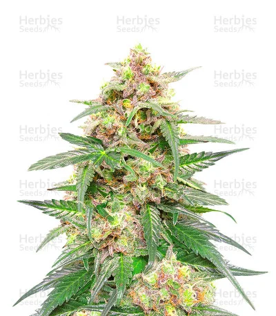 Orange Buddy van Herbies Seeds