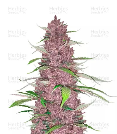 Purple Juice van Herbies Seeds