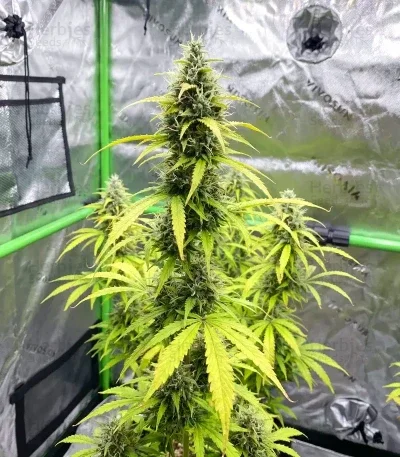 Super Lemon Cloud van Herbies Seeds