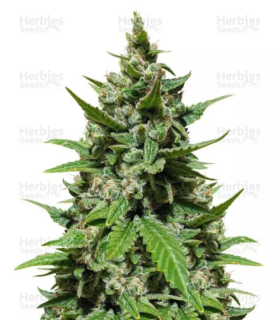 Mix Pack #1 van Herbies Seeds