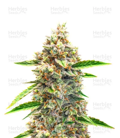 Bruce Banner #3 van Herbies Seeds