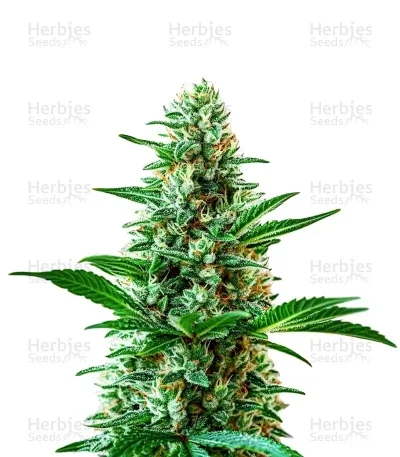 Sour Diesel van Herbies Seeds