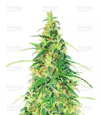 Apple Betty van Herbies Seeds