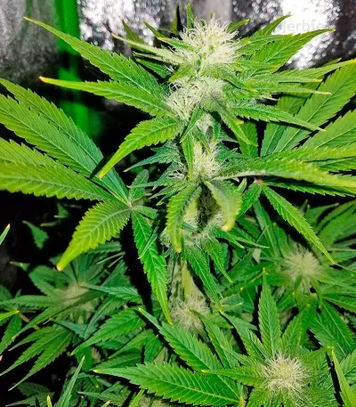 Northern Lights van Herbies Seeds