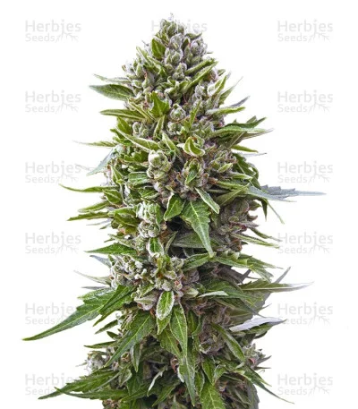 Northern Lights van Herbies Seeds