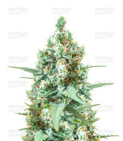 Godzilla Original Glue GG#4 van Herbies Seeds
