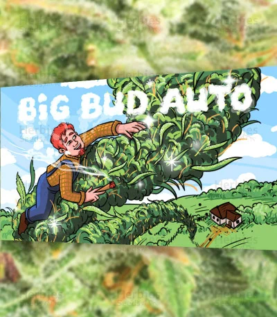 Big Bud van Herbies Seeds