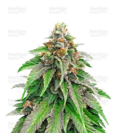 Strawberry Amnesia van Herbies Seeds