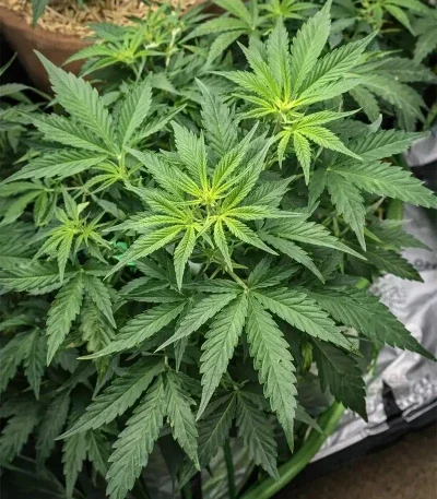 Super Lemon Cloud van Herbies Seeds