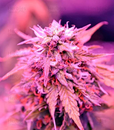 Northern Lights van Herbies Seeds