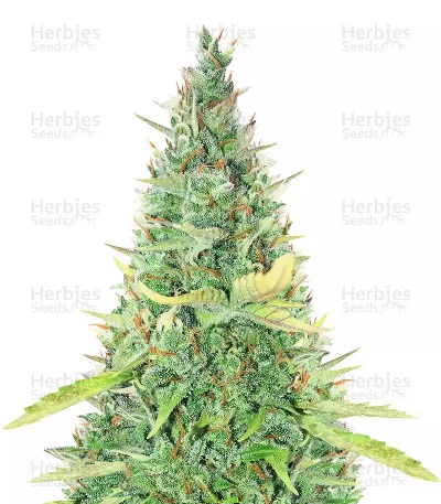 Critical XXL van Herbies Seeds