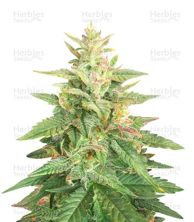 Big Bud van Herbies Seeds