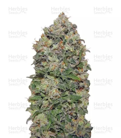 Northern Lights van Herbies Seeds