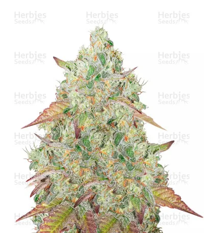 Grandmommy Purple van Herbies Seeds