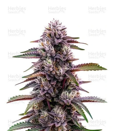 Blackberry Moonrocks van Herbies Seeds