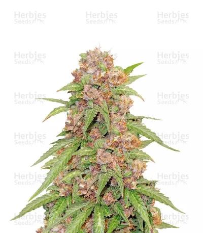 Godzilla Cookies van Herbies Seeds