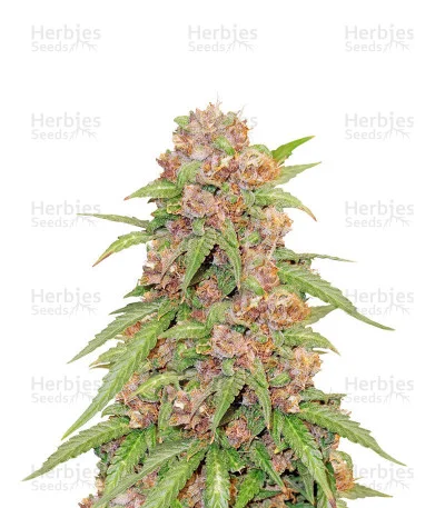Beginner Mix van Herbies Seeds