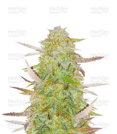 Grandmommy Purple van Herbies Seeds