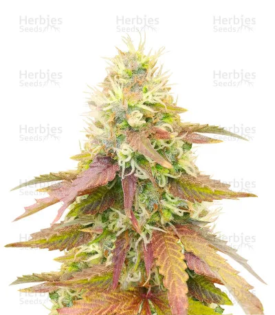 CBD Apple Betty van Herbies Seeds